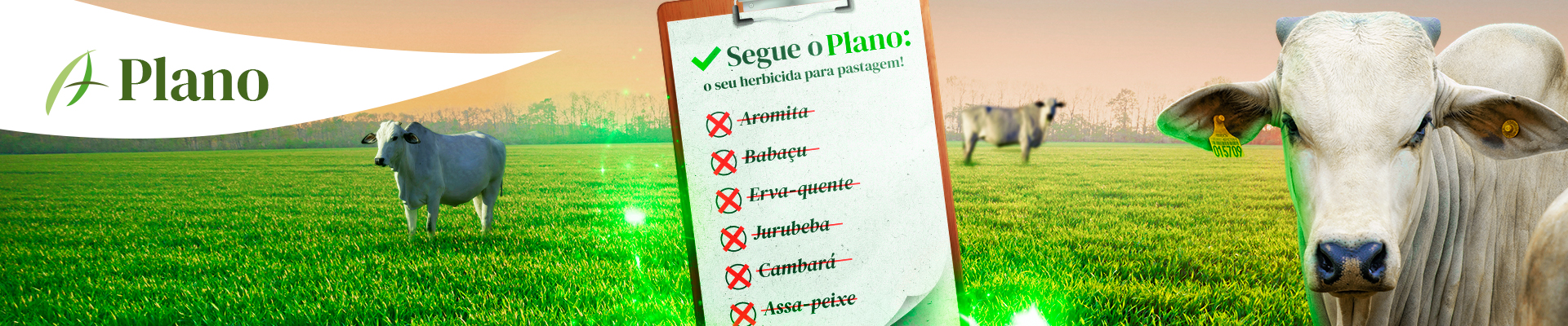 Plano