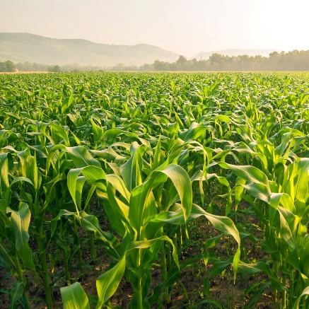 corn