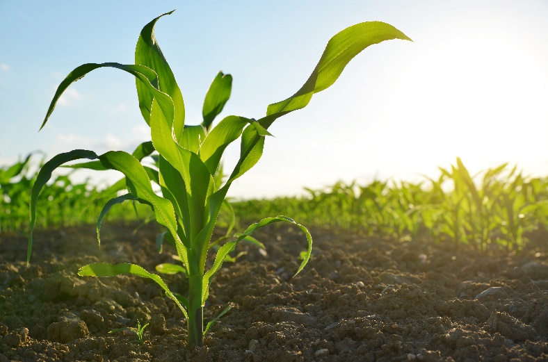 Corn