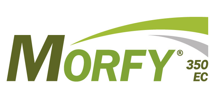 MORFY® 350 EC