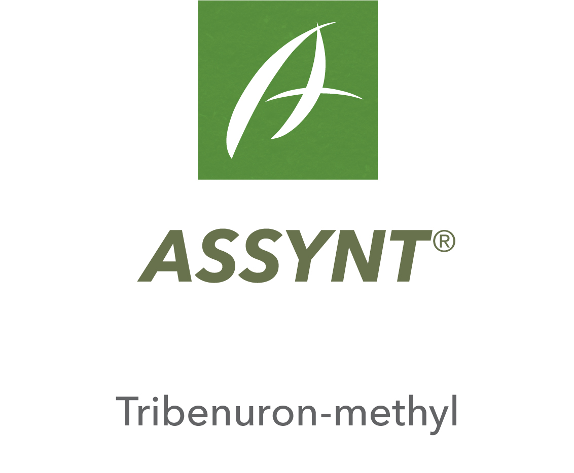Assynt®