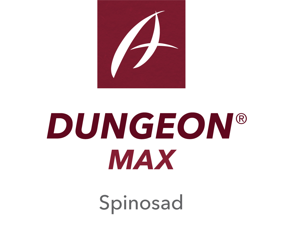Dungeon® Max