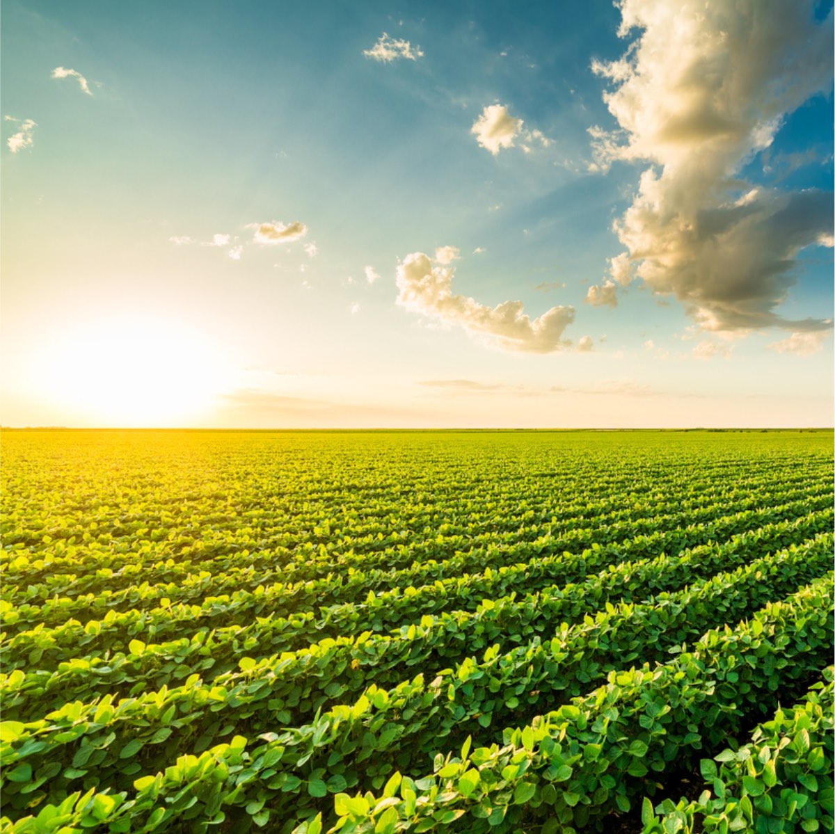 सोयाबीन