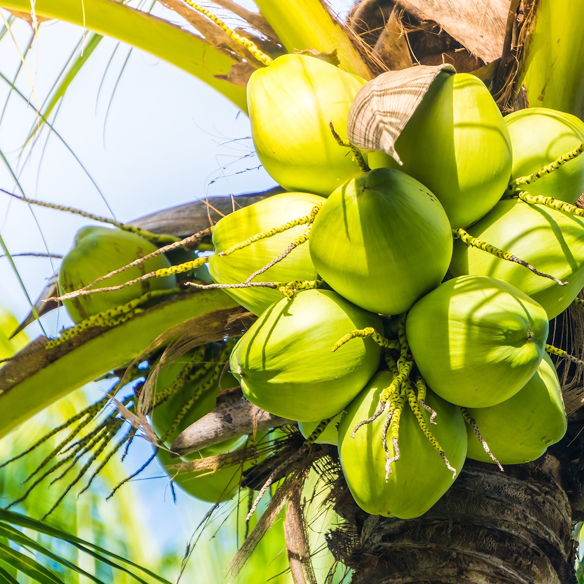 Coconut