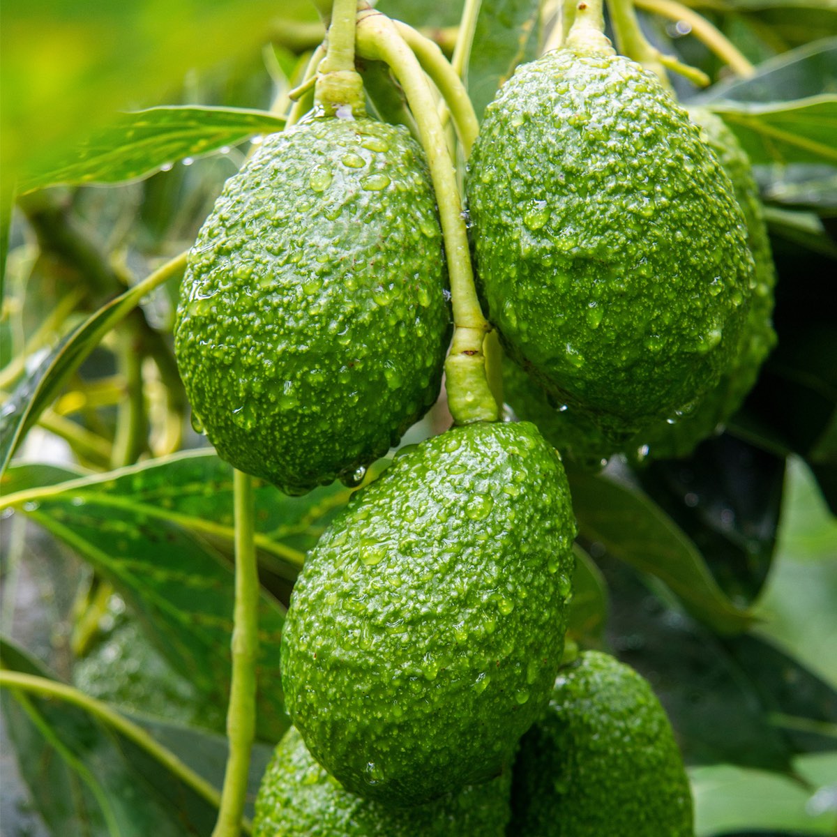 Palto