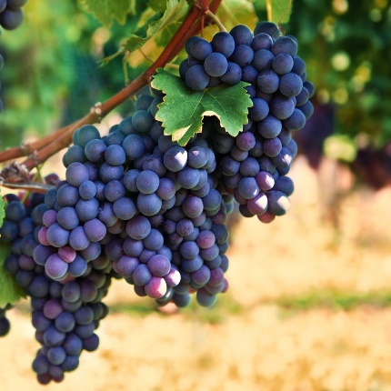 Grape